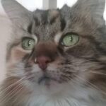 Custom Paint by Numbers Kit From Your Photo | Personalized photo review